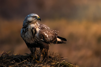 Predator / A buzzard sitting in the morning light