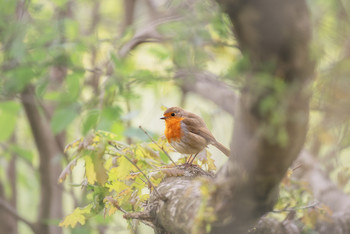 Robin at Eastville Park (Bristol, UK) / Shot of a little bird in a park