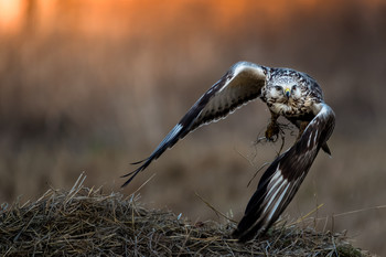 Take-off / A rough-legged buzzard makes a hasty take-off after a meal