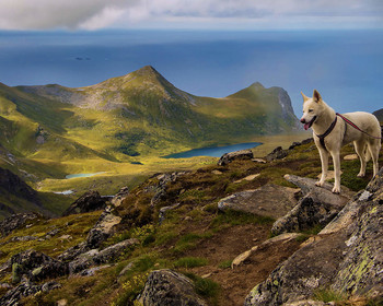 &nbsp; / Stornapsnindan . Lofoten