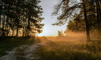 At the edge of forest / 17.06.2016