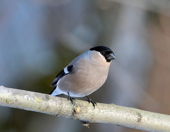 Bullfinch / ***
