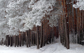 winters in the forest / ***