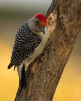 Red-bellied Woodpecker / Red-bellied Woodpecker