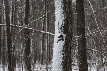 &nbsp; / Timiryazev park, Koptevo neighborhood, Moscow, Russia