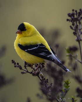 yellow finch / yellow finch posing