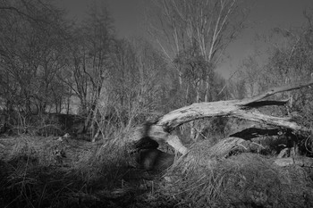 The End / Dead tree in a dry lake.
Everything ends!