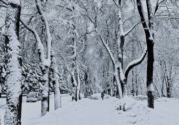 Snow-covered alley / ***