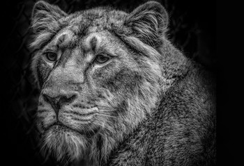 Female lion Bristol Zoo / Female lion Bristol Zoo, natural light