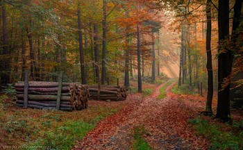 Autumn paths in my forest. / Forests of Upper Silesia, Poland