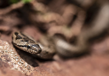Coronella girondica (Reptilia, Squamata,Serpentes) / Shot of a wild snake at the Catalan Pyrenees.
Find more photos at MY WEBSITE, CLICKASNAP and at TWITTER
