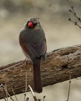 Northern Cardinal / Northern Cardinal female