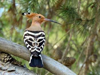 hoopoe / ***