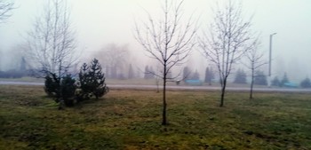Fog in the Park / ***