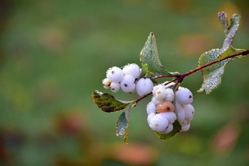 Drops on white fruits / Wenn man am frühen Morgen in der kalten Jahreszeit unterwegs ist und man geht etwas ins Detail, dann können auch so schöne Motive entstehen, wie dieses hier