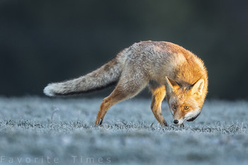 Unfassbares Licht... / ....Fuchs in der aufgehenden Sonne