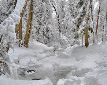 winters in the forest / Nikon D 3100 , 18-55mm 1:3.5-5.6G VR AF-S DX Nikkor