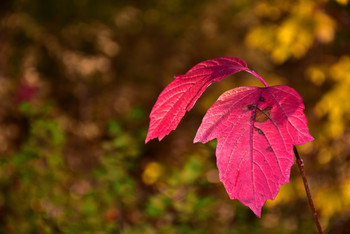 The autumnal red / Die Farbe rot kommt in der herbstlichen Zeit nur selten vor, deswegen galt sie meinem Augenmerk