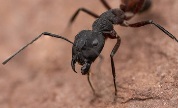 Ant portrait / Single macro shot of an ant in its environment