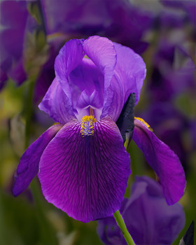 purple iris / summer flowers this photo is a 5 exposure HDR.