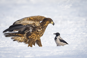 Is was??? / Seeadler versus Nebelkrähe