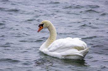 White Swan / The river had several pairs just like this white swan