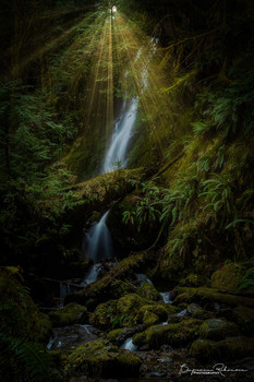 Merriman Fall Light Rays / Morning light rays breaking through the trees at Merriman Fall in Quinault, Washington