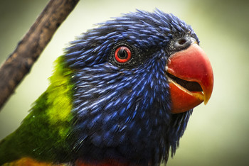 rainbow lorikeet II / Find more photos at CLICKASNAP and at TWITTER