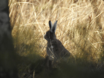 Hare / ***