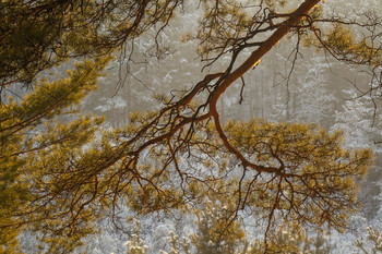 under the pine / ***