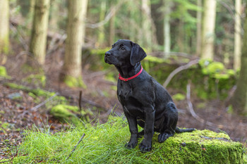 Labrador puppy / Labrador puppy of 6 Months in the Cairngorms