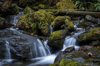 Flowing Water / Waterfall in the Olympic National Park