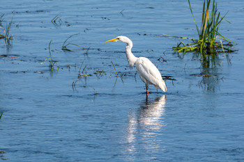 Egret / ***
