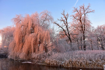 Good morning, frsty weeping willow / Der frühe Morgen und das erste Sonnenlicht ergaben eine gute Mischung für diese winterlichen Bäume