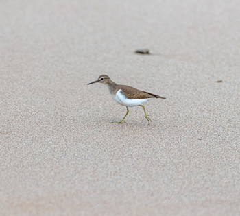 on the shore / ***