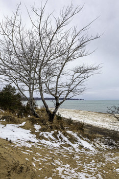 Trees on the Dunes / The trees on the dunes in the winter give the scene an awesome look