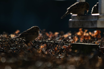 Waiting to feed / Taken with shallow feild of view a sparrow waiting to feed on the feeding table in Wallington national trust.