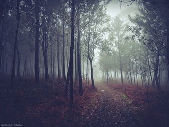 Morning fog / Este rincón de el camino lleno de niebla me pareció lleno de magia.La foto esta hecha con un movil