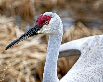 Sandhill Crane / Sandhill Crane