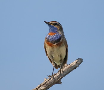 Bluethroat / ***