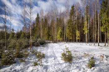in the winter forest / ***