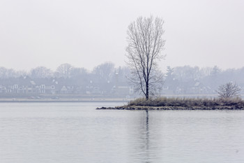 Bay Point Tree / You could see the bay point tree ok but it was pretty foggy across the river