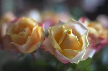 &nbsp; / Rothenower Optische Werke Visionar 84/1.6