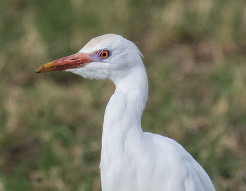 Egret / Cattle Egret
