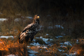 White-tailed eagle / After staying in the hide all day the eagles came to feed in the warm evening light making the wait worth while.