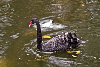 Black Swan / ***