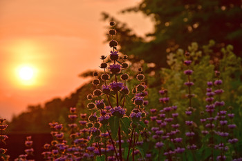 Purple Flower Sunrise / Es war ein fantastischer Sonnenuntergang im Sommer und ich hatte diese schönen lilanen Blüten im Visier