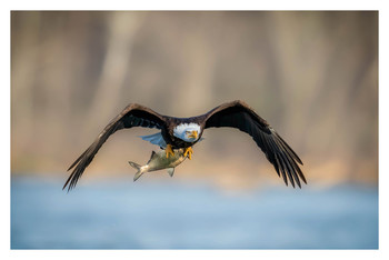 Face off / Bald eagle flying straight to camera.
