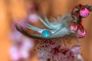 El árbol, la pluma y la gota... / Pluma sujeta en ramas con gota en su extremo.