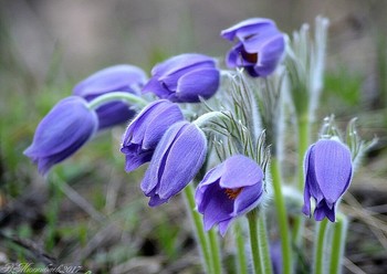 Pasque-flower / ...